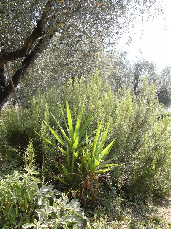 B&B Agli Ulivi Manerba del Garda Buitenkant foto