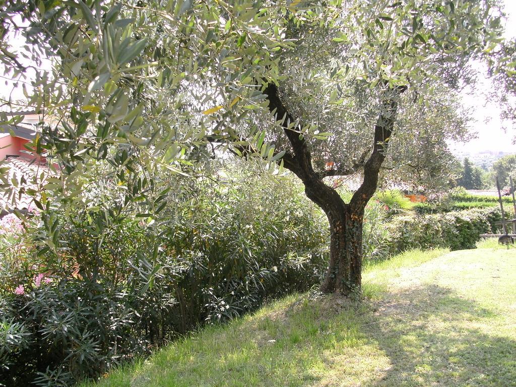 B&B Agli Ulivi Manerba del Garda Buitenkant foto